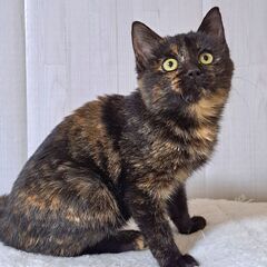 ほわほわサビ子猫ちゃん