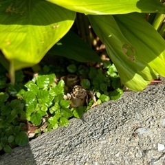 月桃の苗、球根、葉　　の画像