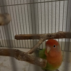 コザクラインコ　1匹