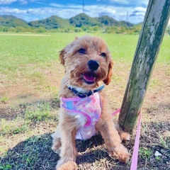 🐶小型中型犬のワンちゃんお友達募集🐩 - 徳島市