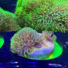 ウミヅタの仲間 | チャーム