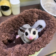 フクロモモンガ 💜モザイク男の子💜
