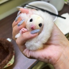 フクロモモンガ  ❤⃛リューシ女の子❤⃛