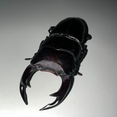 ④オオクワガタ（国産）ペア♂61♀39
