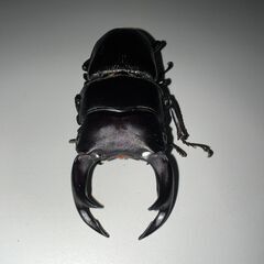 ⑤オオクワガタ（国産）ペア♂67♀44