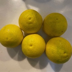 無農薬　種なしカボス