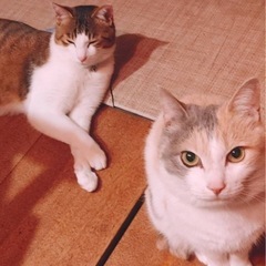 お手伝いします！！