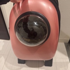 今週削除 犬 猫 リュック