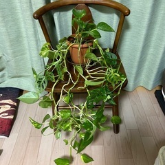 観葉植物 パキラとマドカズラの寄せ植え② 受け皿付き