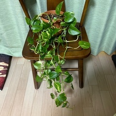 観葉植物 パキラ 受け皿付き