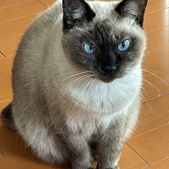 里親募集