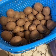 キウイフルーツ５０個 自家製農薬不使用