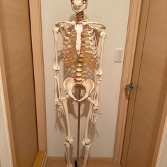 整体　骨　模型
