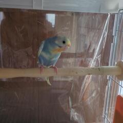 お取り引き中　セキセイインコ生後約1ヶ月　オス
