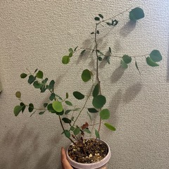 ユーカリポポラスの画像