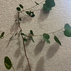 ユーカリポポラスの画像