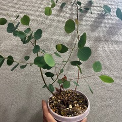 ユーカリポポラスの画像