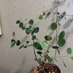 ユーカリポポラスの画像