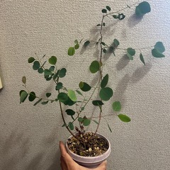 ユーカリポポラス