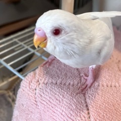 セキセイインコ雛🐣ファロー − 熊本県