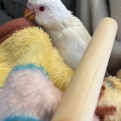 セキセイインコ雛🐣ファロー - 里親募集