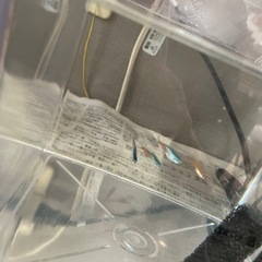 熱帯魚