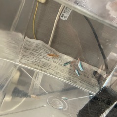 熱帯魚の画像