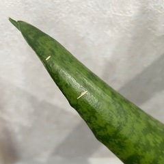 決まりました )観葉植物サンスベリアの画像