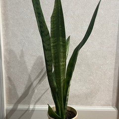 決まりました )観葉植物サンスベリア