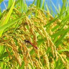 無農薬カット藁　家庭菜園　野菜作り　農業体験　田舎暮らし　土遊び　　の画像