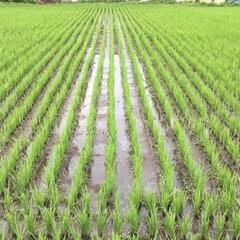 無農薬カット藁　家庭菜園　野菜作り　農業体験　田舎暮らし　土遊び　　の画像