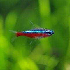 カージナルテトラ譲ります