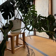観葉植物　【モンステラ】