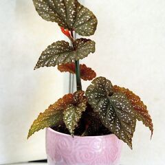 木立性ベゴニアマクラータ 4本立ち　抜き苗　ピンクの陶器鉢付きも可