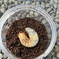 国産カブトムシ　幼虫の画像