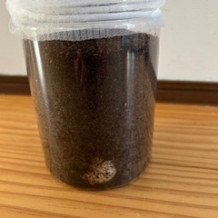 国産カブトムシ　幼虫の画像
