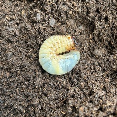 国産カブトムシ　幼虫