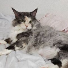 10歳位　急募です！ペットホテルにいます🙇純血メインクイーンで女...