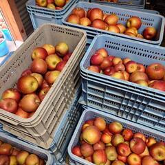 先着順で王林プレゼント、りんご🍎信州産ふじ。訳あり品大量出荷、1キロ～100キロ以上も可能の画像