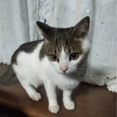 可愛いねこくんの里親募集