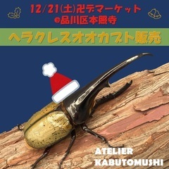 12/21(土)フリマ•ヘラクレスオオカブト