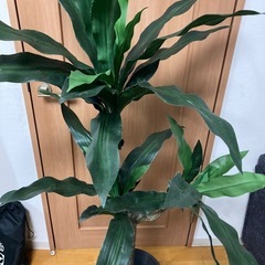 フェイクグリーン　ドラセナ　130cm