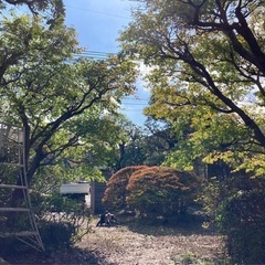 庭木剪定