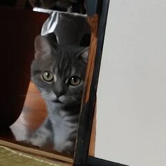 アメショー４歳　里親になっていただける方探してます