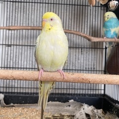 セキセイインコ　2羽