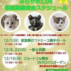 抱っこOK！ゆっくり触れ合って下さい！保護猫の譲渡会
