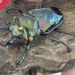 クワガタ　カブトムシ　ニジイロクワガタ