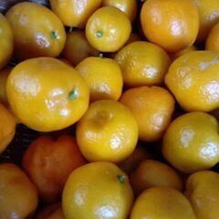 金柑　きんかん1kg　無農薬　5日6日限定