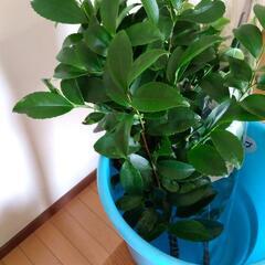 しば　植物
