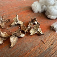 🎄綿の茎🎄クリスマスオーナメントなど